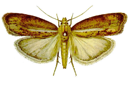 wax moth alone